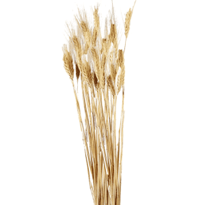 שיבולי חיטה 35גרם